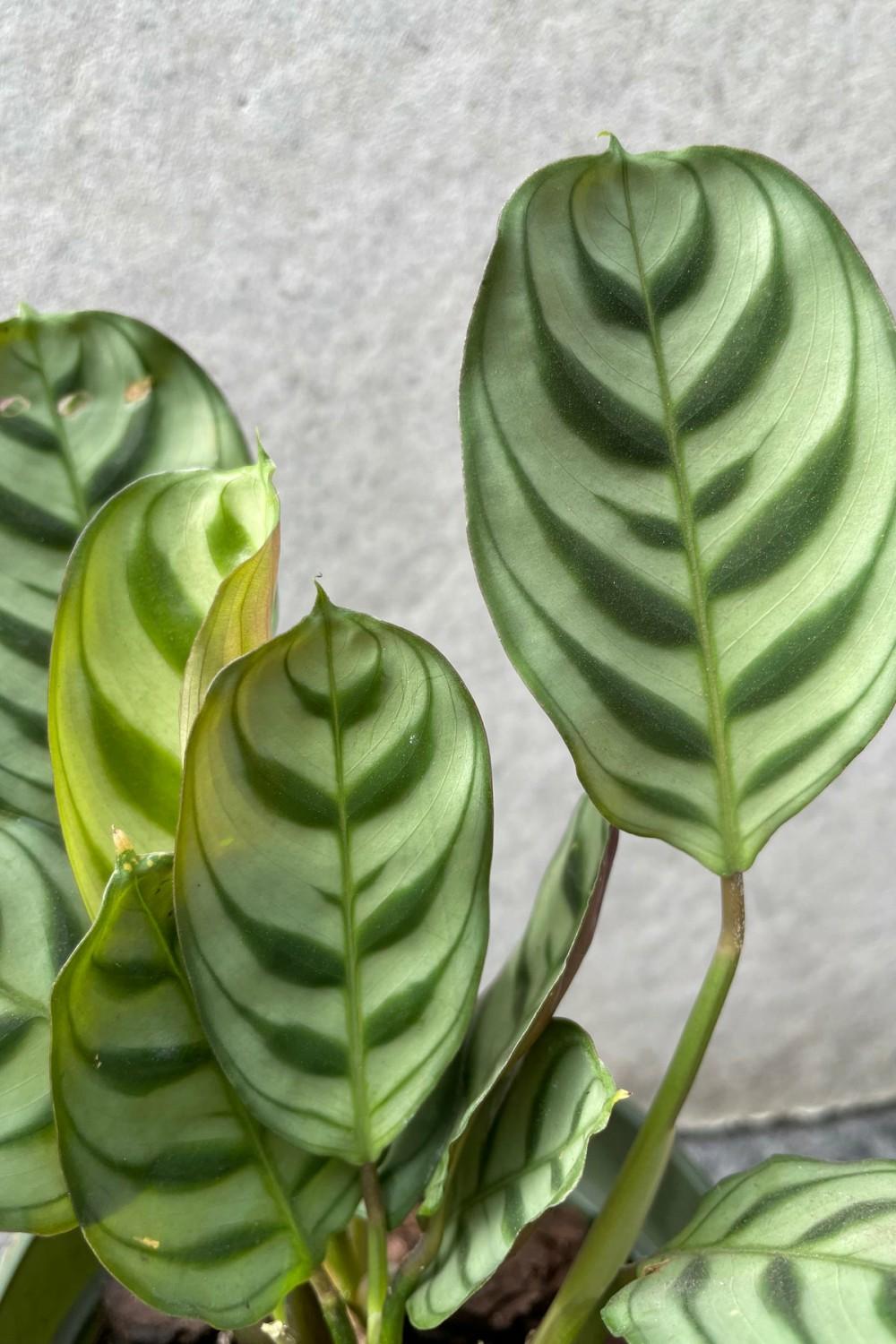 Indoor Plants |   Ctenanthe Burle-Marxii 4″ Garden Indoor Plants