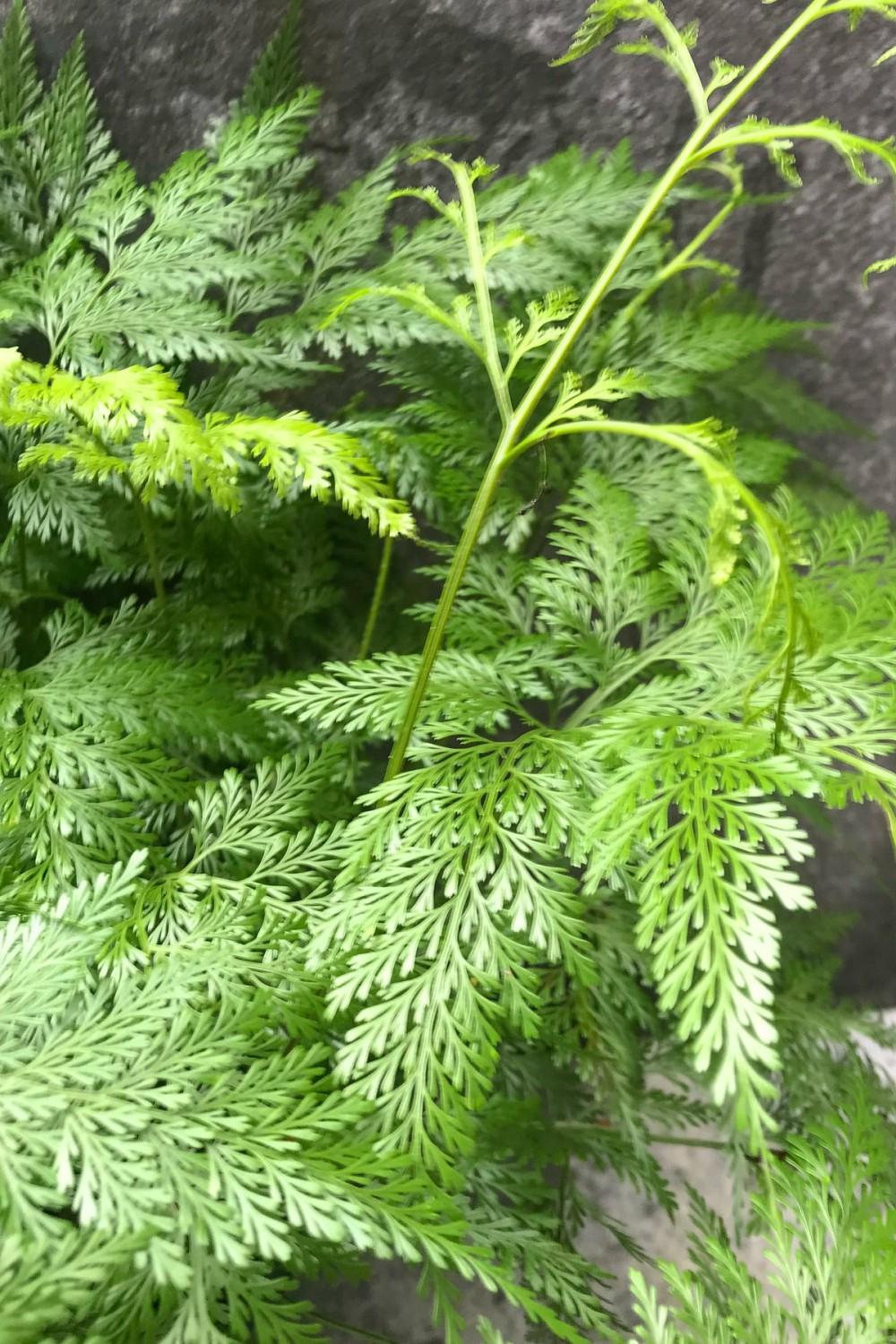 Indoor Plants |   Davallia Canariensis “Deer Foot Fern” 8″ Garden Indoor Plants