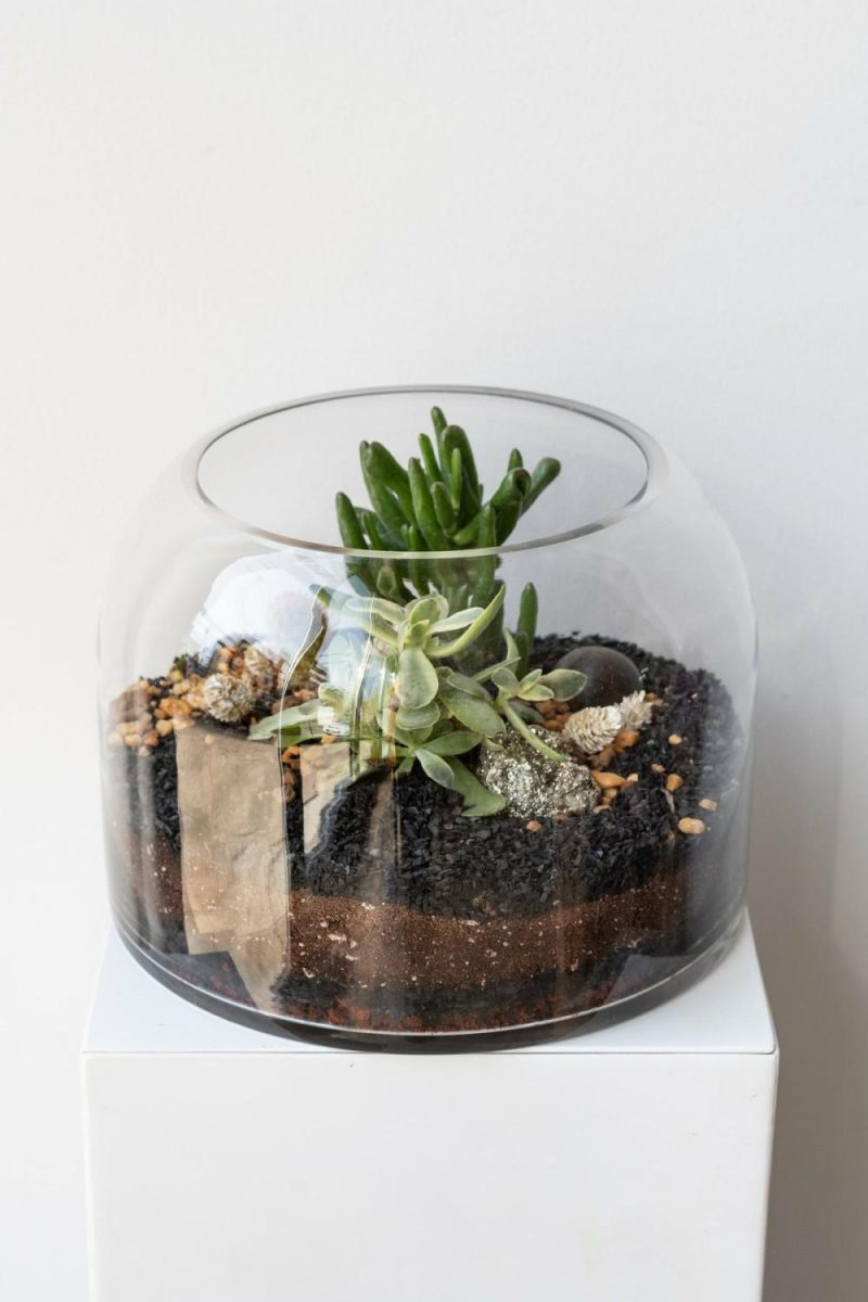 Indoor Plants |   Dome Planted Terrarium Short Garden Indoor Plants