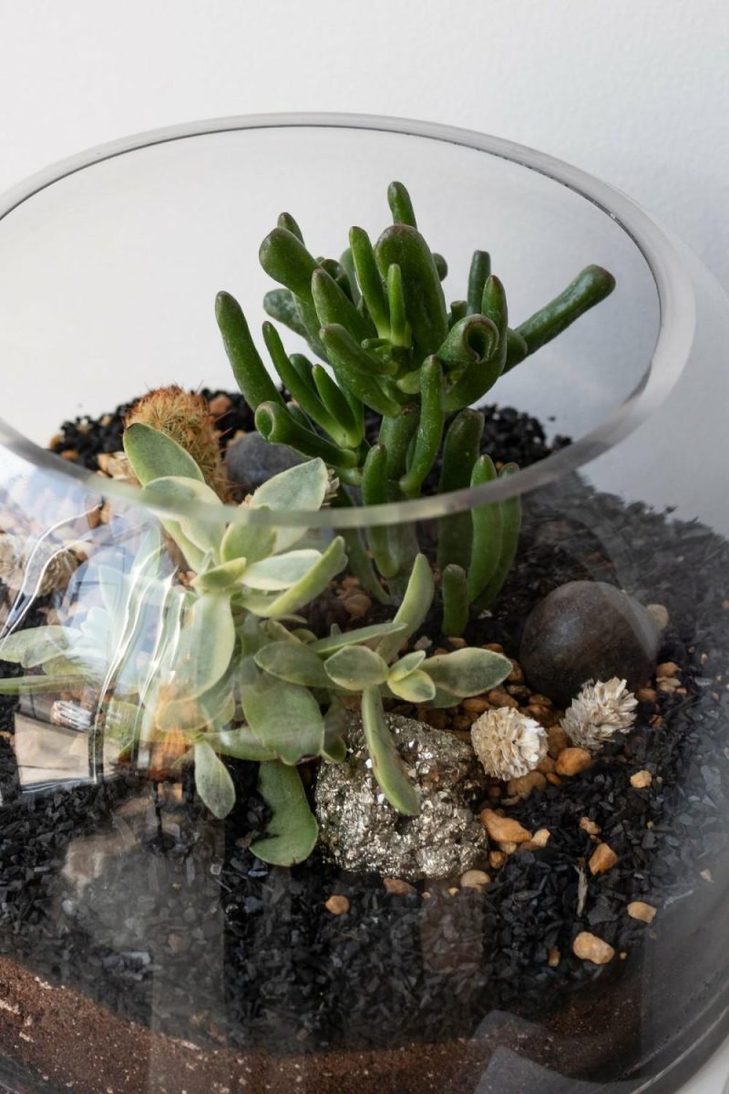 Indoor Plants |   Dome Planted Terrarium Short Garden Indoor Plants