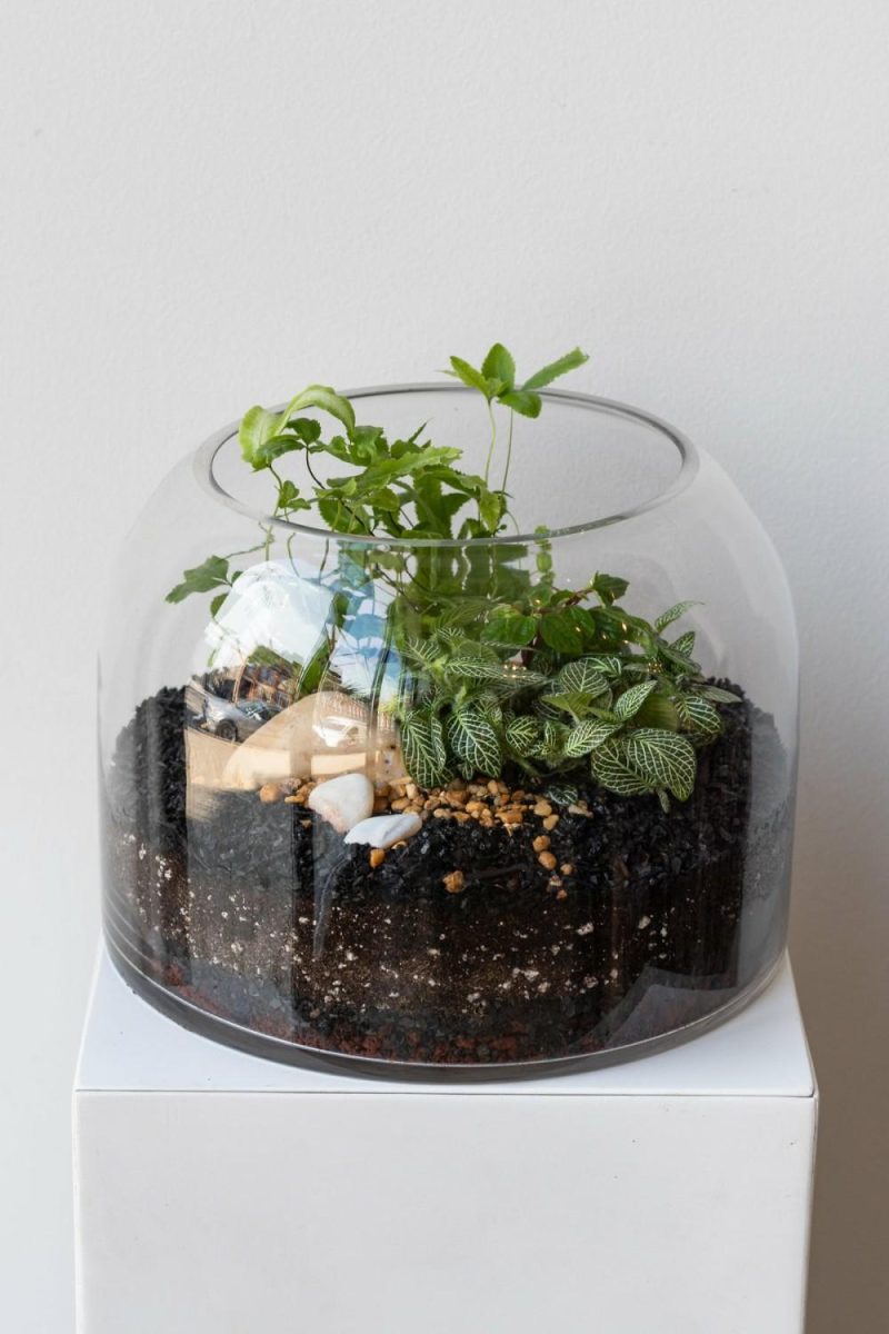 Indoor Plants |   Dome Planted Terrarium Short Garden Indoor Plants