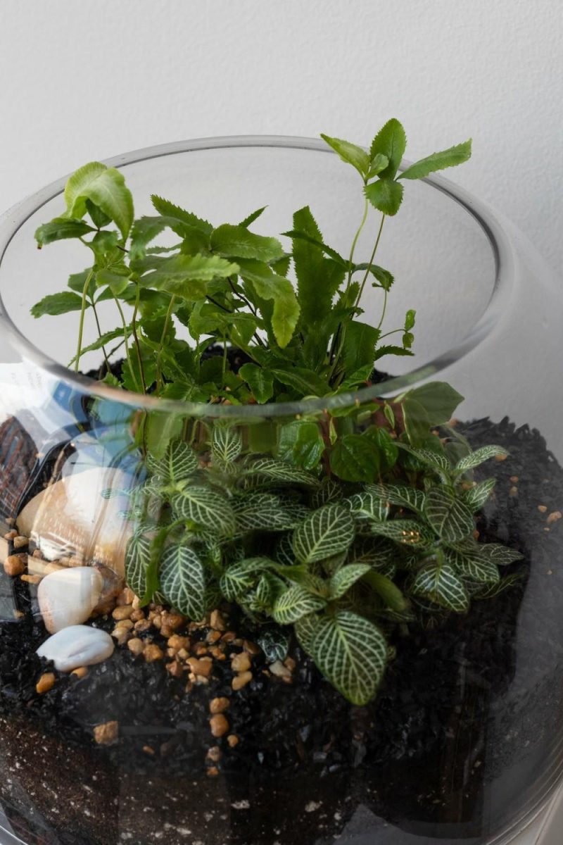 Indoor Plants |   Dome Planted Terrarium Short Garden Indoor Plants