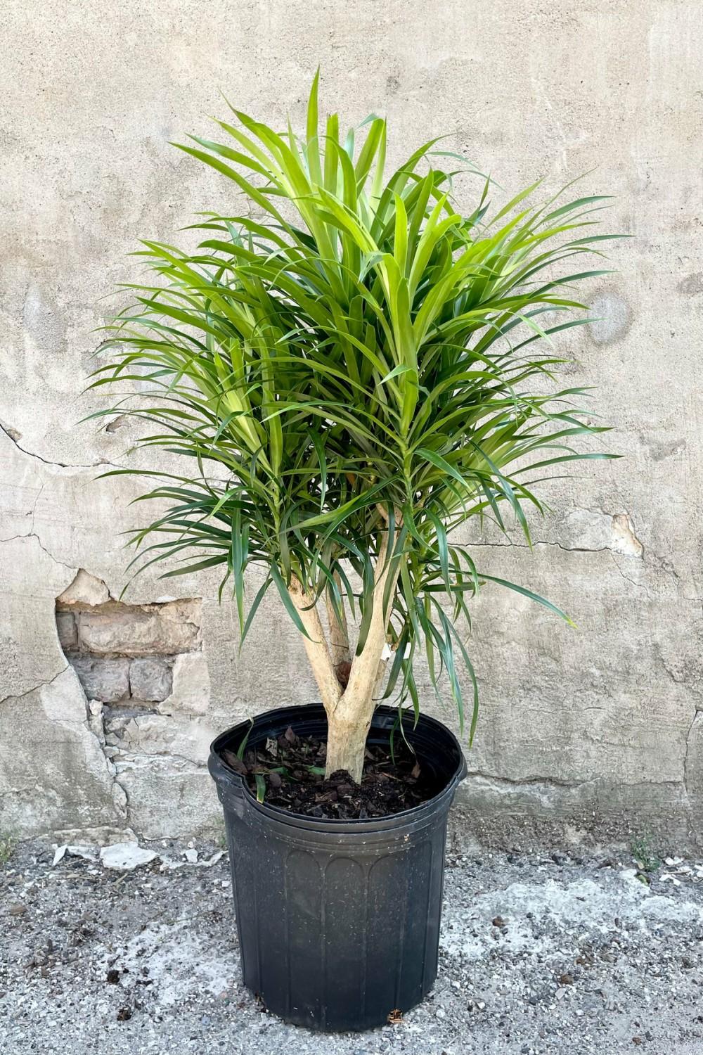 Indoor Plants |   Dracaena ‘Anita’ 12″ Standard / Stump Garden Indoor Plants