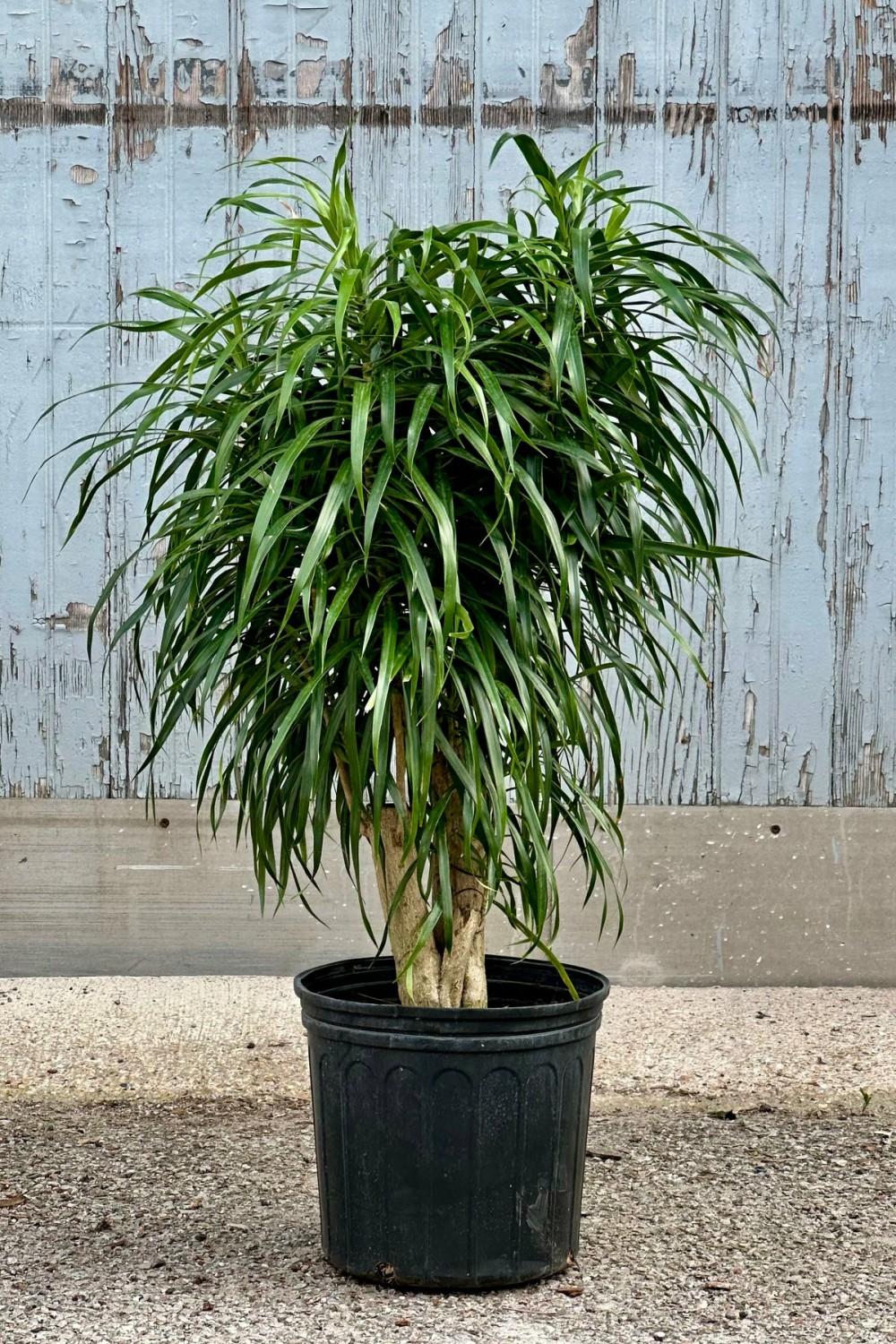 Indoor Plants |   Dracaena ‘Anita’ Standard / Stump Form 10″ Garden Indoor Plants