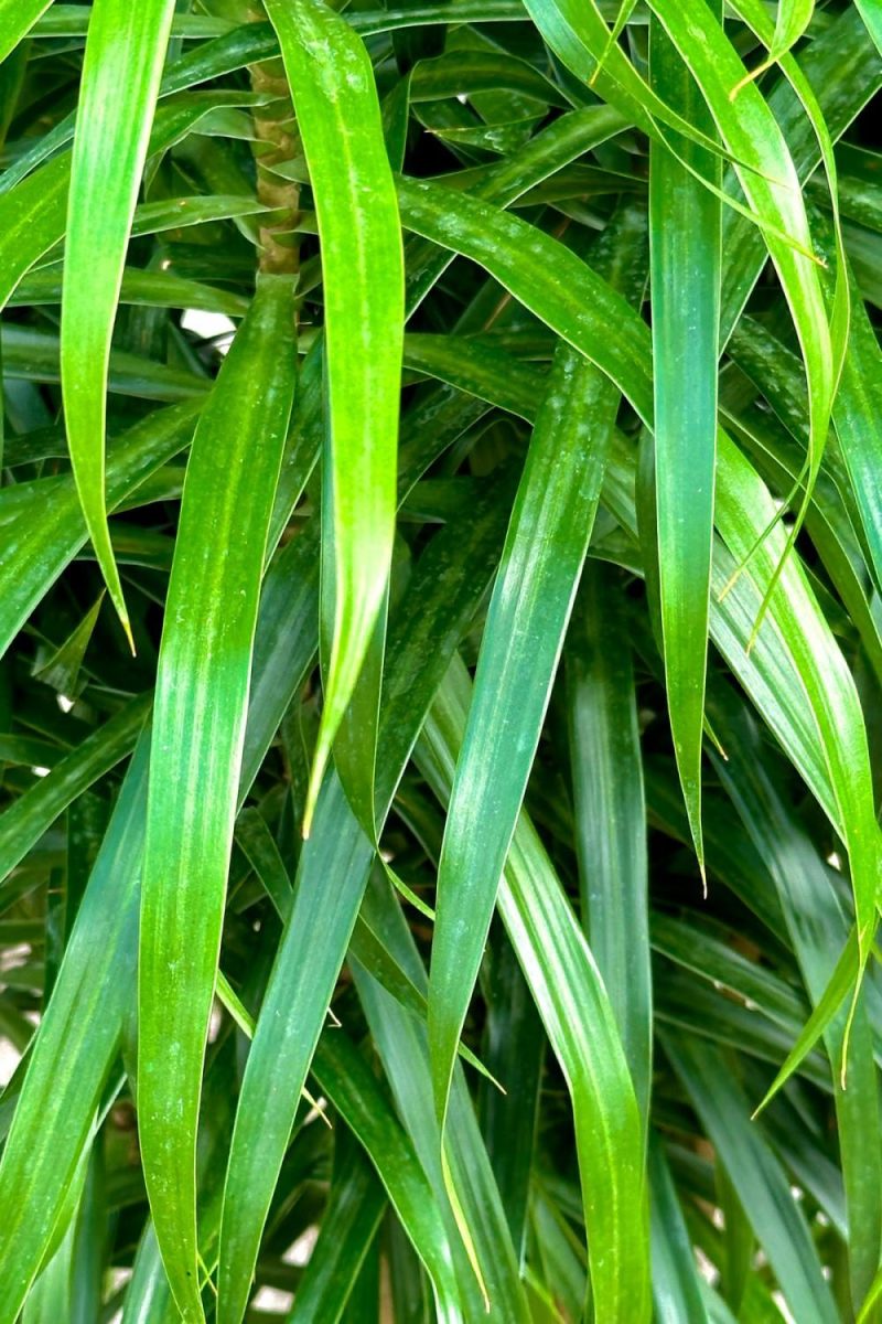 Indoor Plants |   Dracaena ‘Anita’ Standard / Stump Form 10″ Garden Indoor Plants