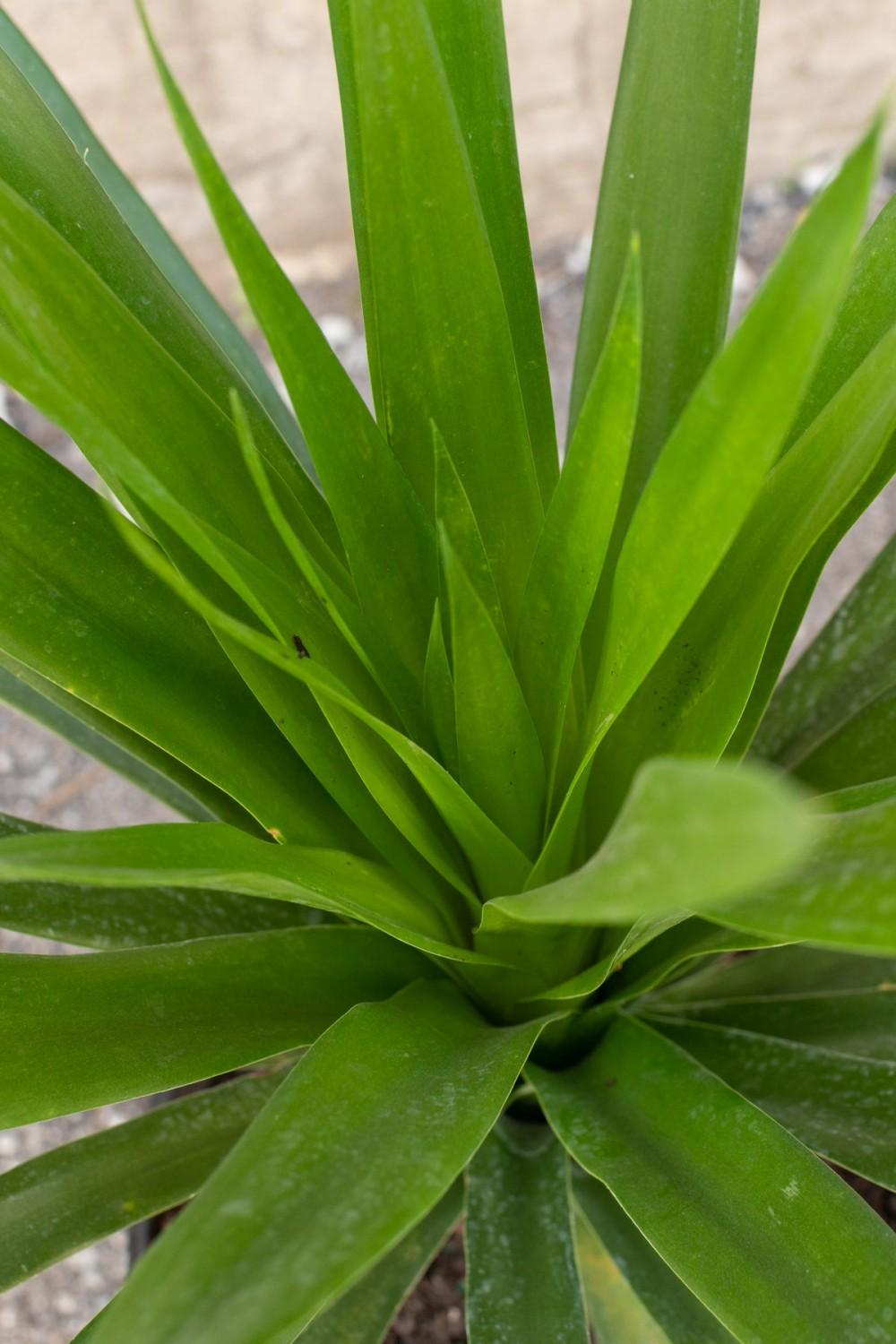 Indoor Plants |   Dracaena Arborea Cane 10″ Garden Indoor Plants