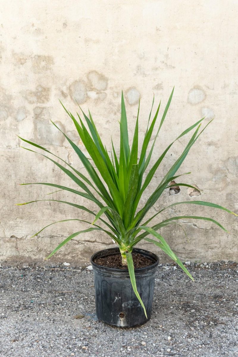 Indoor Plants |   Dracaena Arborea Cane 10″ Garden Indoor Plants