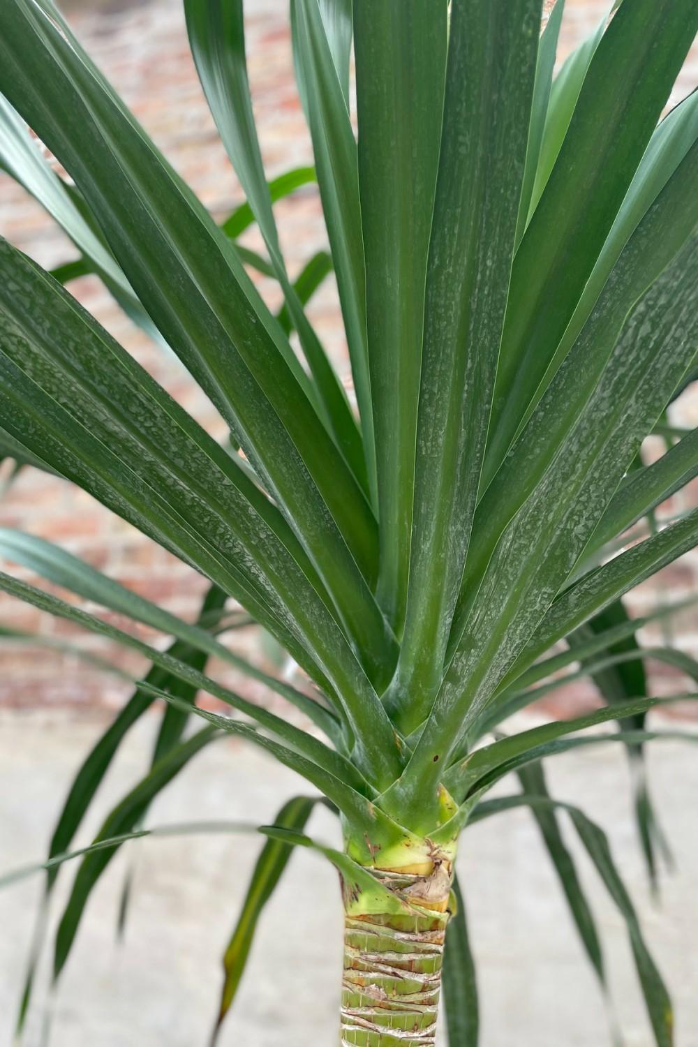 Indoor Plants |   Dracaena Arborea, Single 17″ Garden Indoor Plants