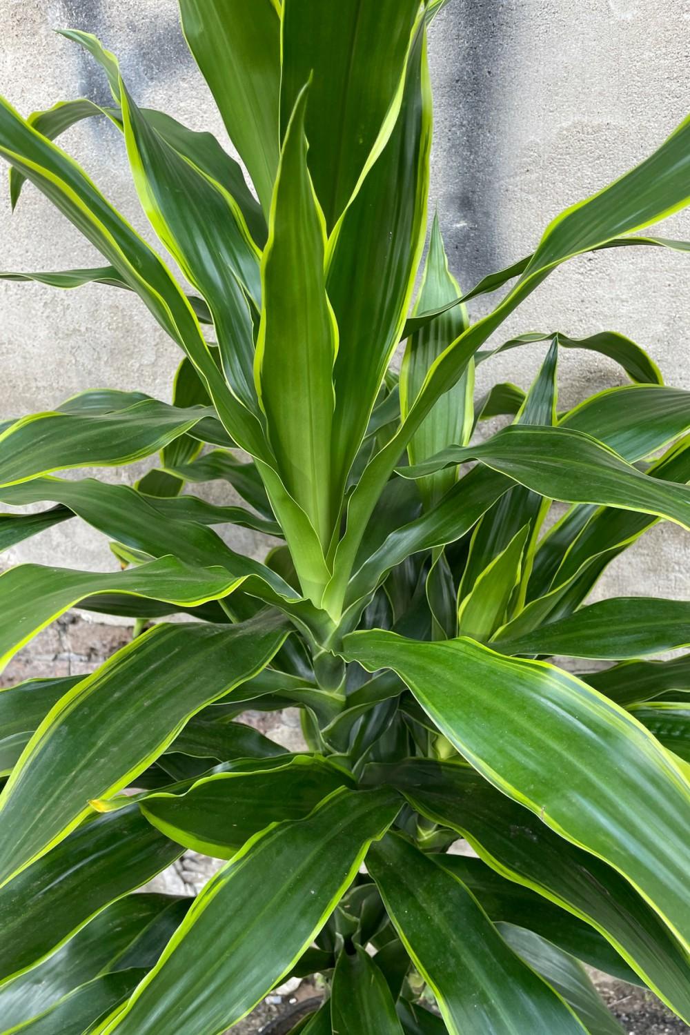 Indoor Plants |   Dracaena ‘Art’ 10″ Garden Indoor Plants