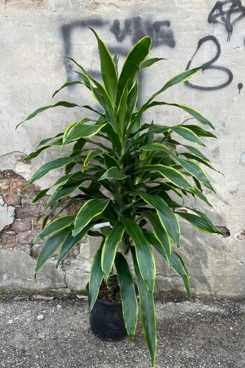 Indoor Plants |   Dracaena ‘Art’ 10″ Garden Indoor Plants