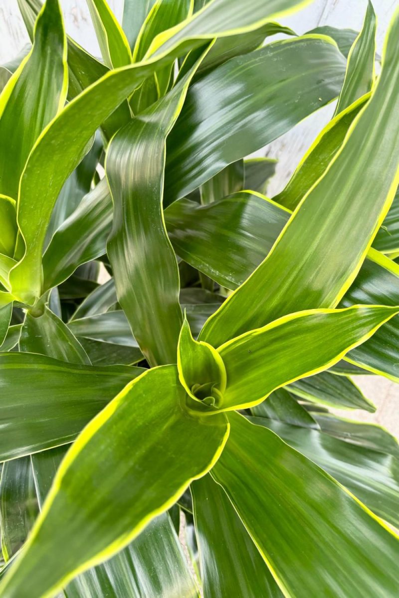 Indoor Plants |   Dracaena ‘Art’ 14″ Garden Indoor Plants