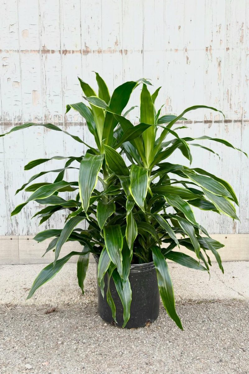 Indoor Plants |   Dracaena ‘Art’ 14″ Garden Indoor Plants