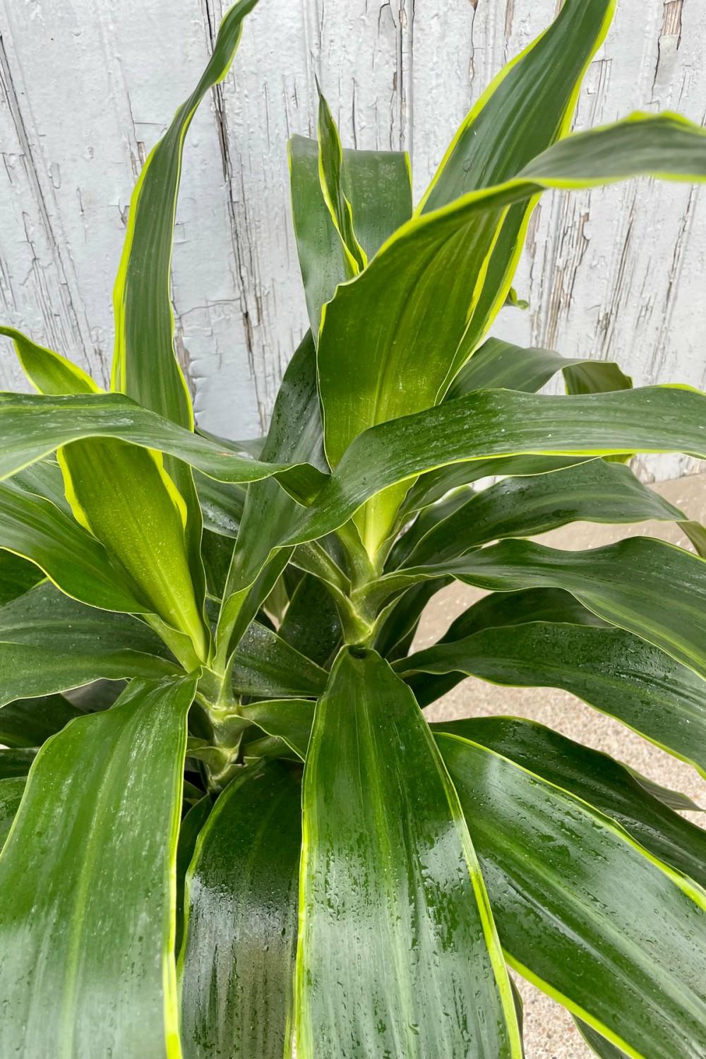 Indoor Plants |   Dracaena ‘Art’ 8″ Garden Indoor Plants