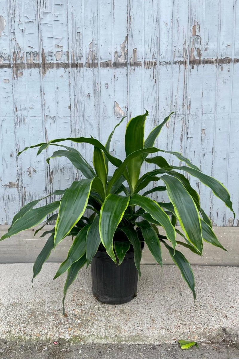 Indoor Plants |   Dracaena ‘Art’ 8″ Garden Indoor Plants