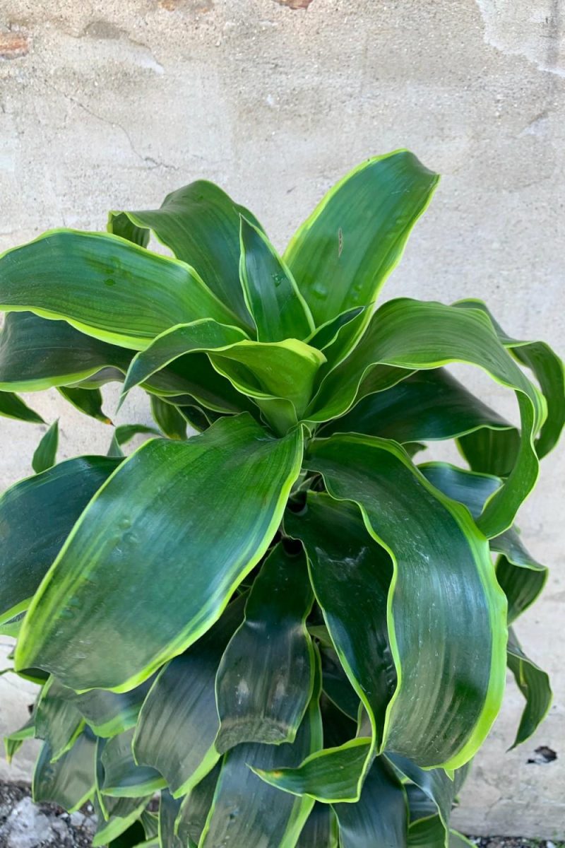 Indoor Plants |   Dracaena Deremensis ‘Dorado’ Staggered Cane 12″ Garden Indoor Plants