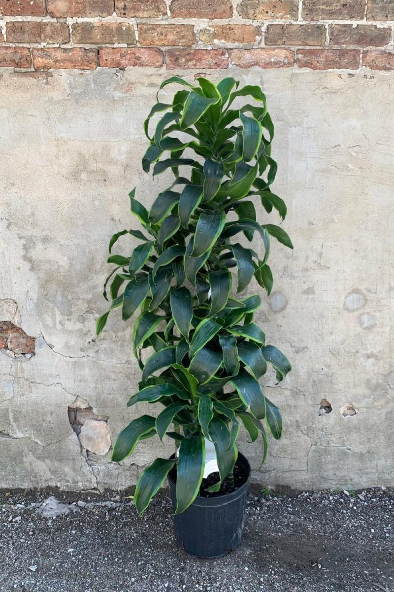 Indoor Plants |   Dracaena Deremensis ‘Dorado’ Staggered Cane 12″ Garden Indoor Plants