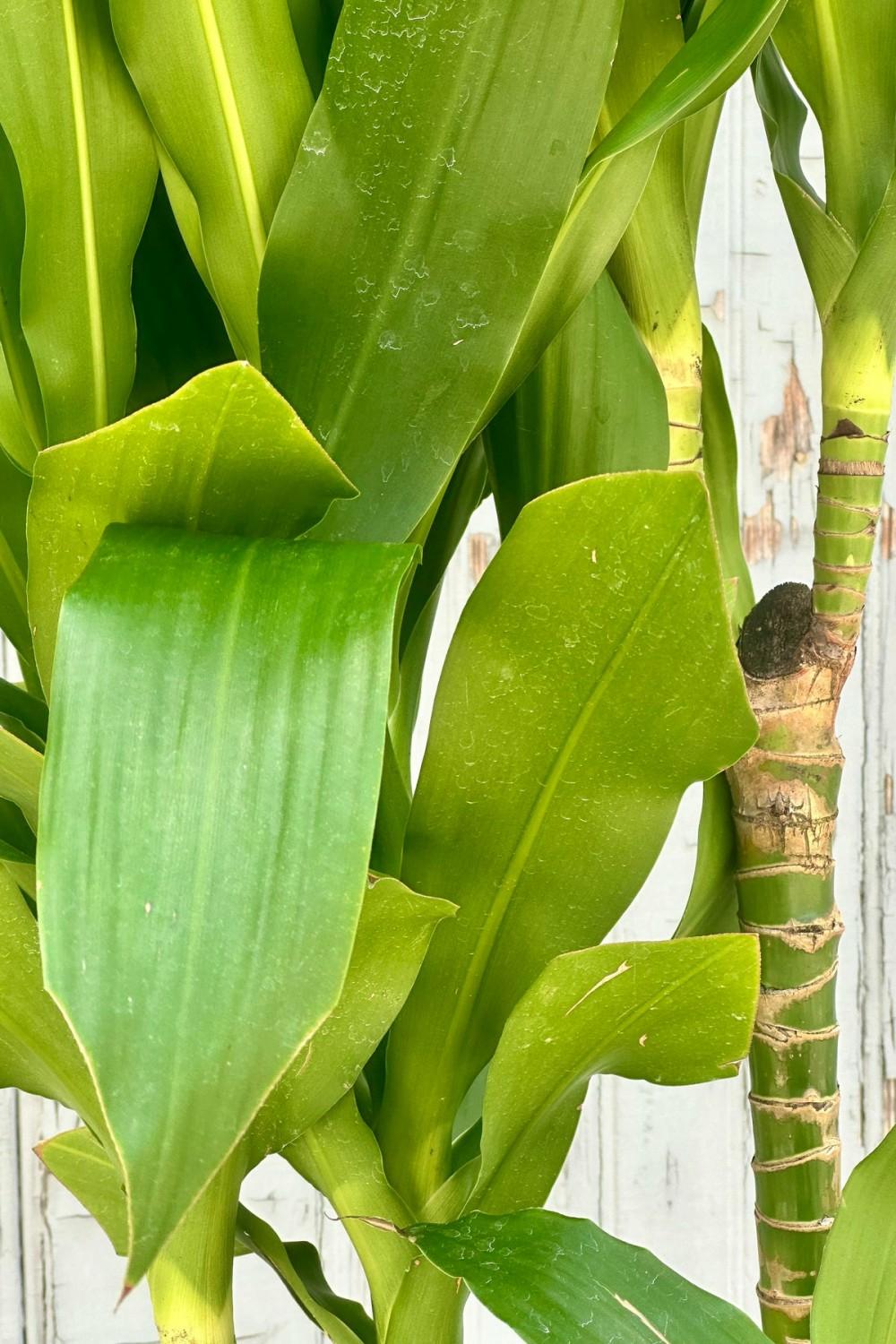 Indoor Plants |   Dracaena Deremensis ‘Hawaii Girl’ #3 Cane Garden Indoor Plants