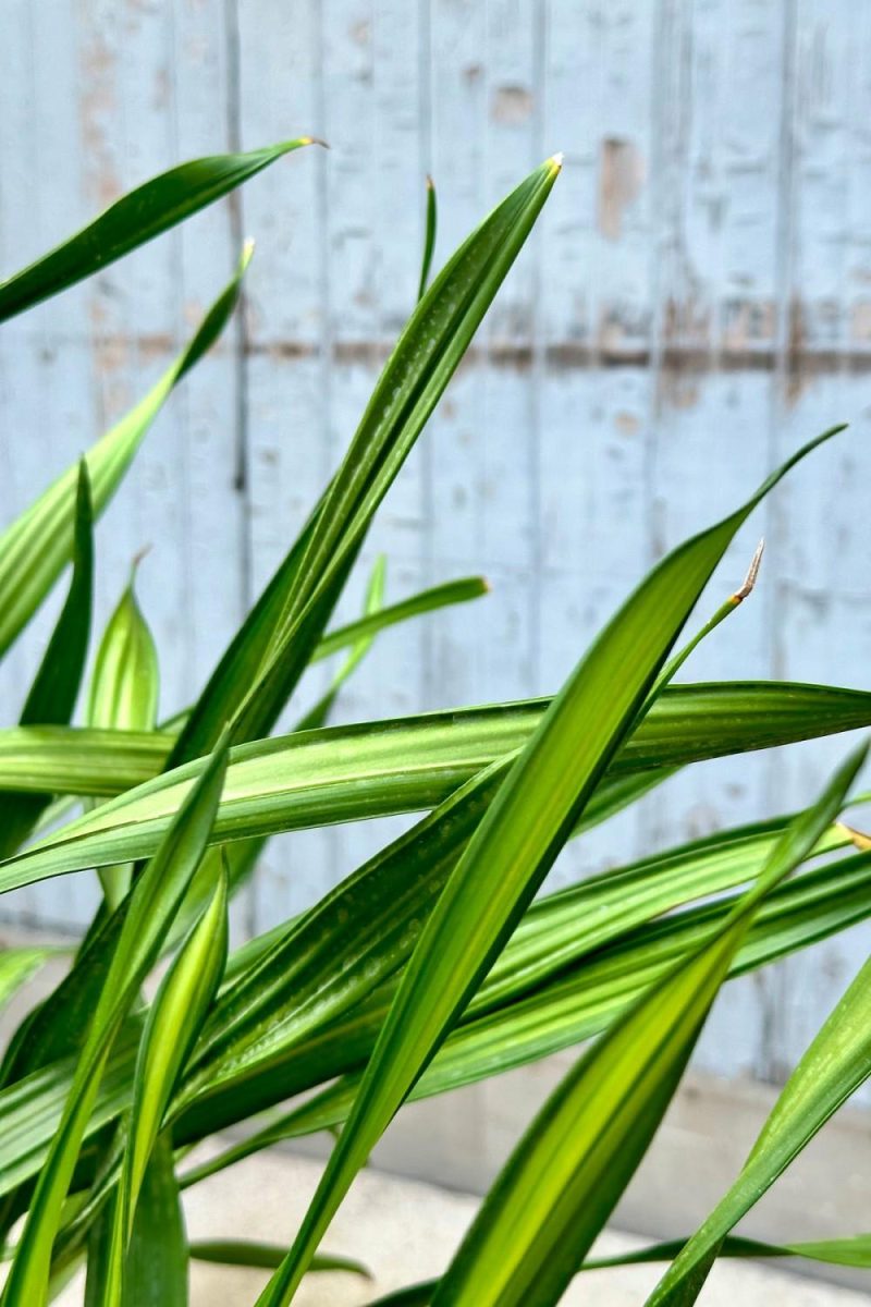 Indoor Plants |   Dracaena Deremensis ‘Rikki’ 14″ Tips Garden Indoor Plants