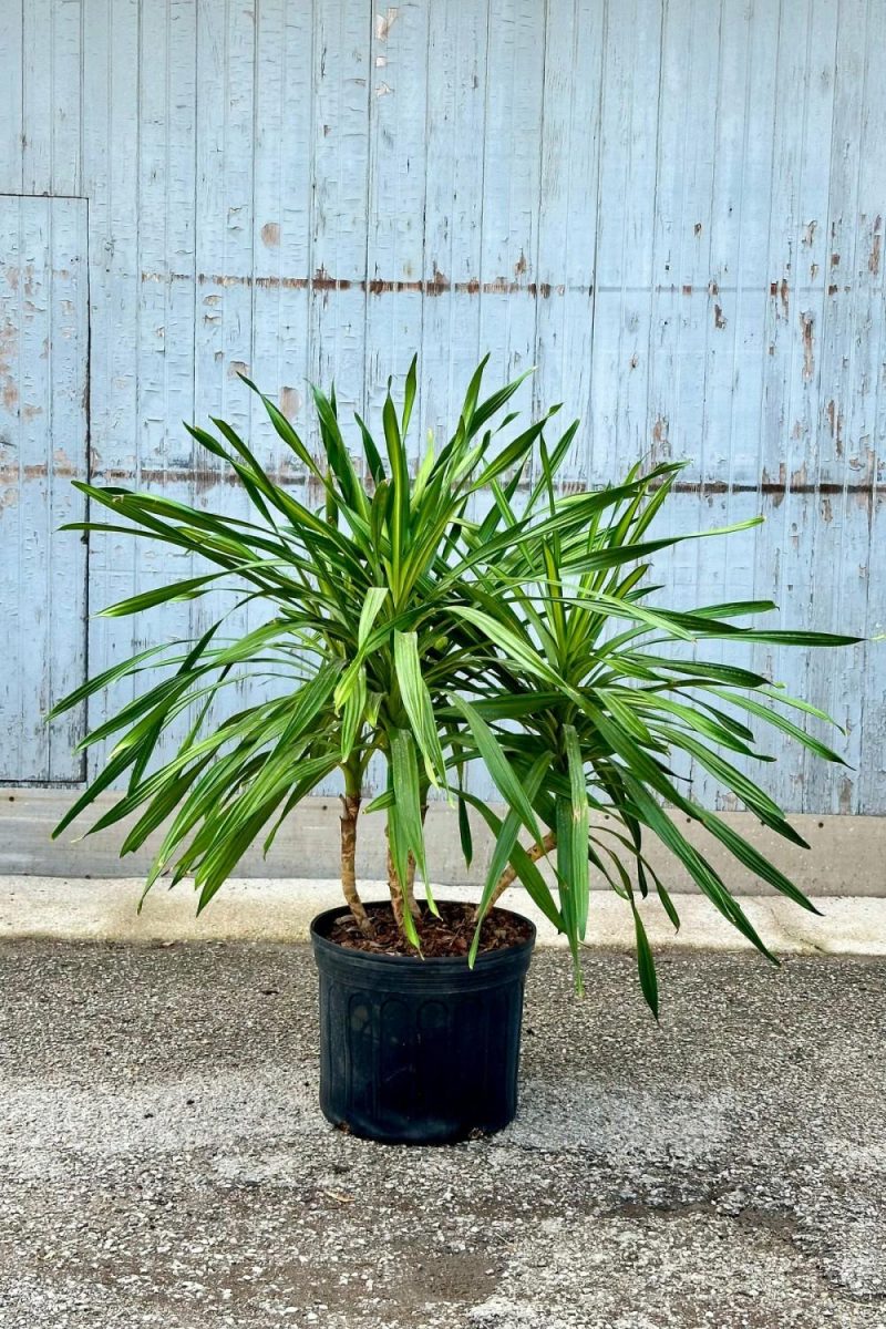 Indoor Plants |   Dracaena Deremensis ‘Rikki’ 14″ Tips Garden Indoor Plants