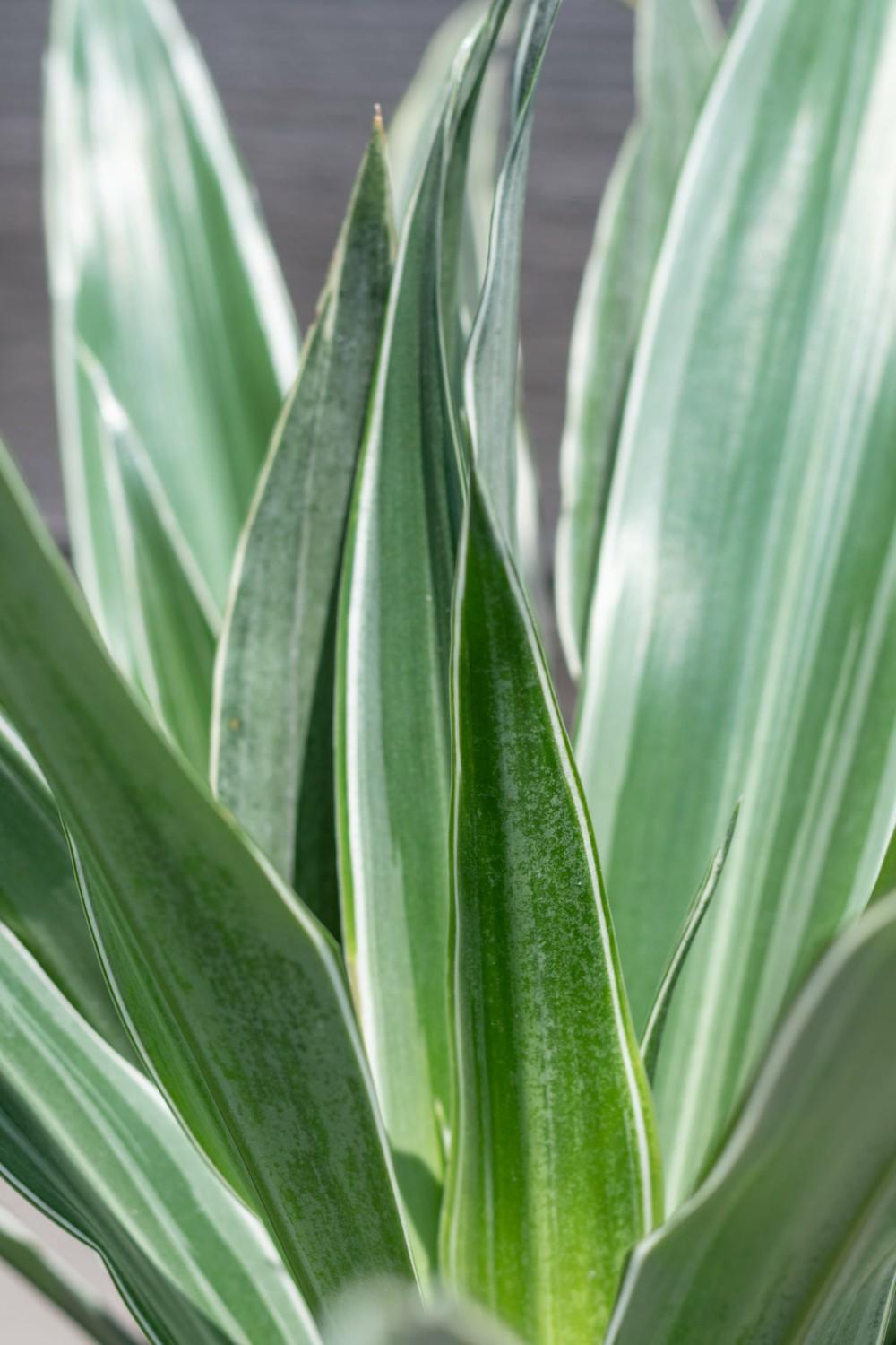 Indoor Plants |   Dracaena Deremensis ‘Warneckii’ 6″ Garden Indoor Plants