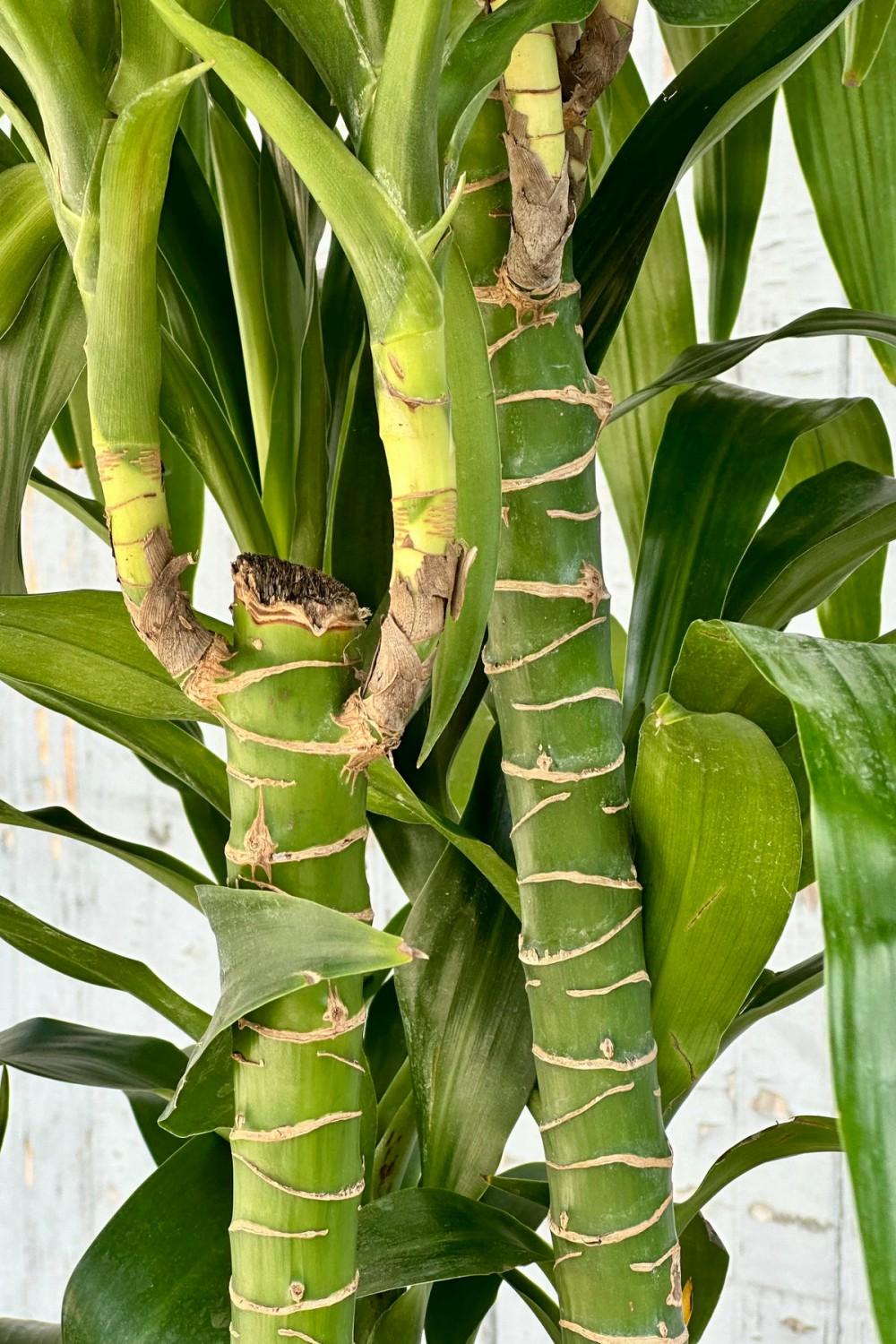 Indoor Plants |   Dracaena ‘Elegans’ Staggered Cane 14″ Garden Indoor Plants