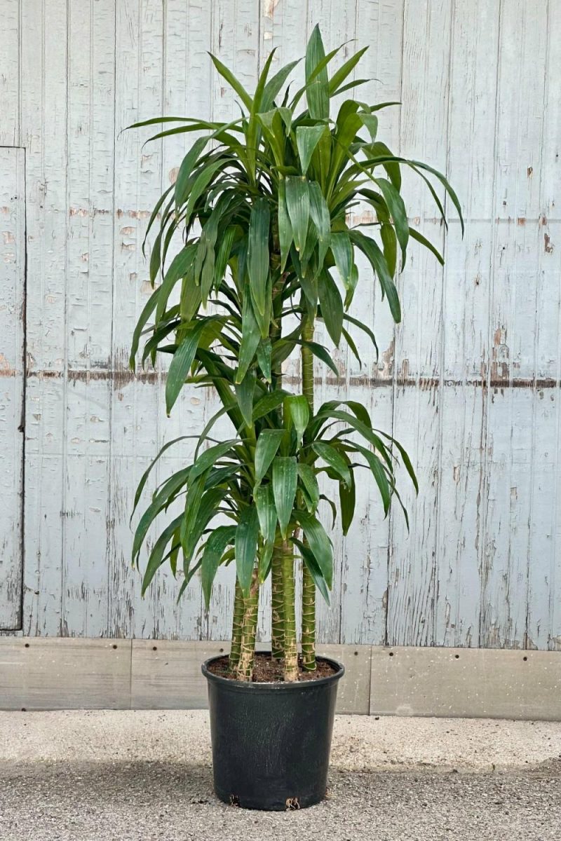 Indoor Plants |   Dracaena ‘Elegans’ Staggered Cane 14″ Garden Indoor Plants