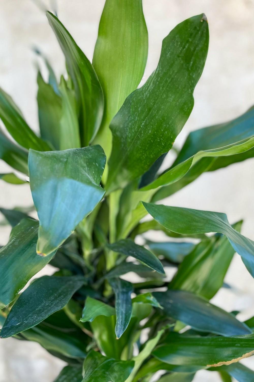 Indoor Plants |   Dracaena Fragrans ‘Lindenii’ 10″ Garden Indoor Plants