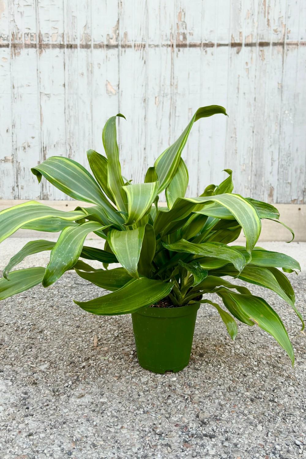 Indoor Plants |   Dracaena Fragrans ‘santa Rosa’ 6″ Garden Indoor Plants