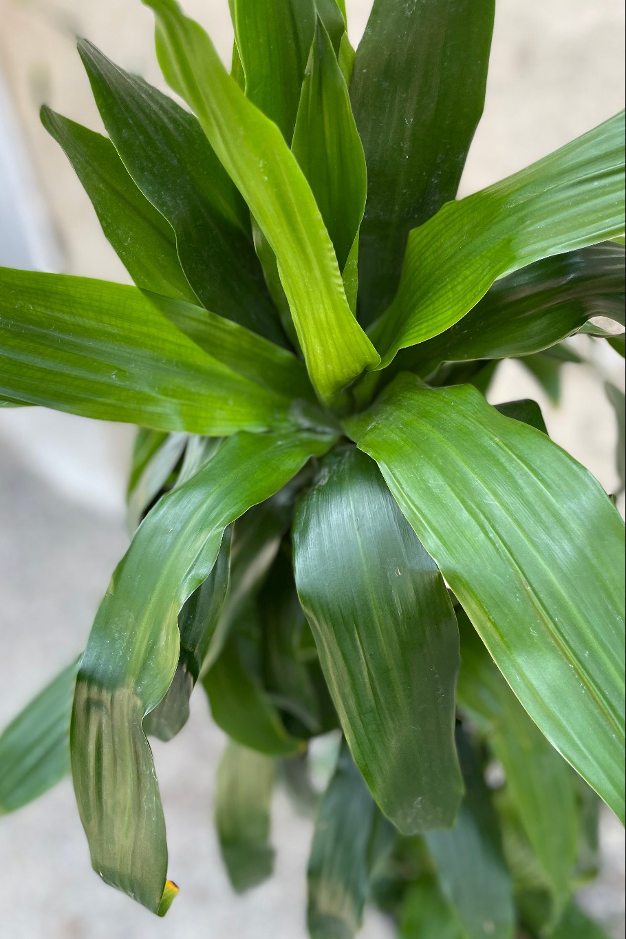 Indoor Plants |   Dracaena ‘Janet Craig’ #2 Cane Garden Indoor Plants