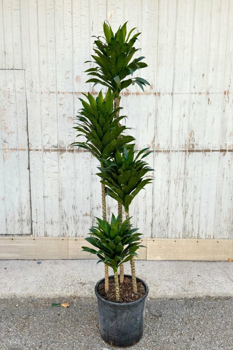 Indoor Plants |   Dracaena ‘Janet Craig Compacta’ 12″ Garden Indoor Plants