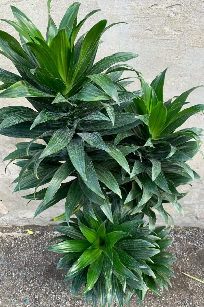 Indoor Plants |   Dracaena ‘Janet Craig Compacta’ 12″ Garden Indoor Plants