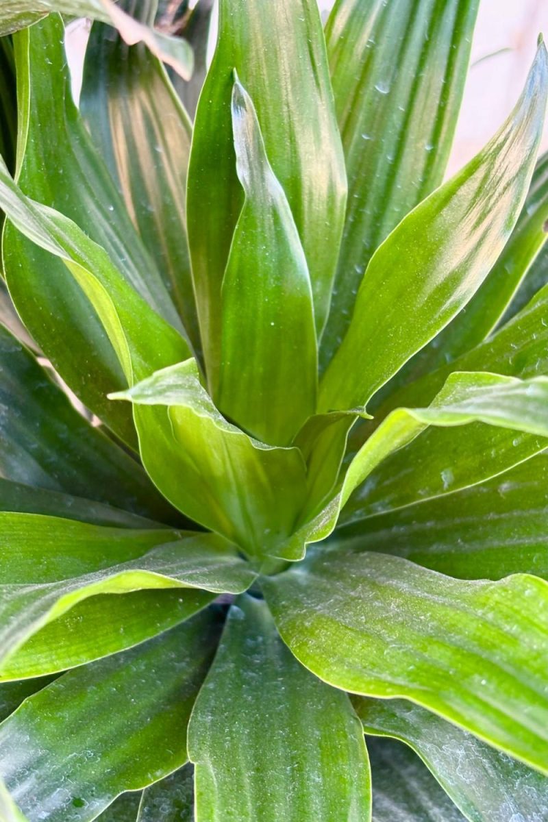 Indoor Plants |   Dracaena ‘Janet Craig Compacta’ 12″ Garden Indoor Plants