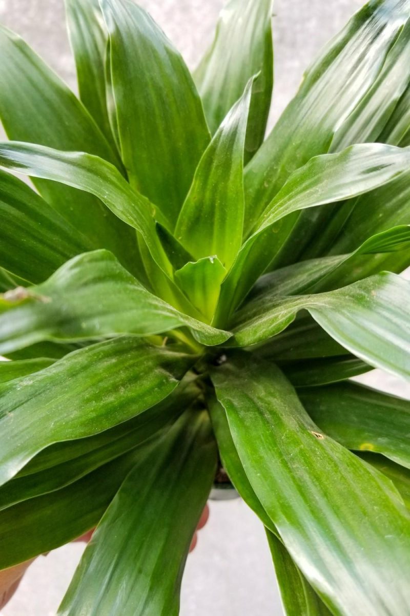 Indoor Plants |   Dracaena ‘Janet Craig Compacta’ 4″ Garden Indoor Plants