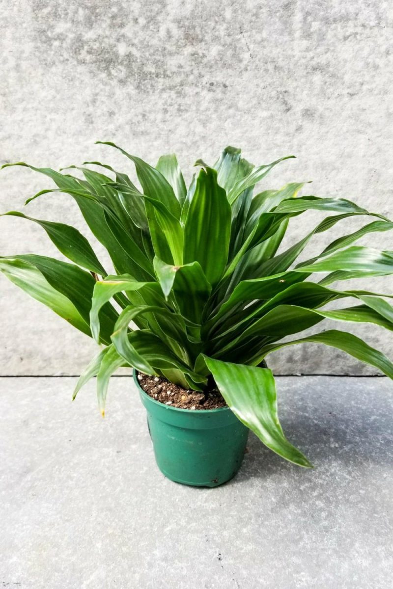 Indoor Plants |   Dracaena ‘Janet Craig Compacta’ 4″ Garden Indoor Plants