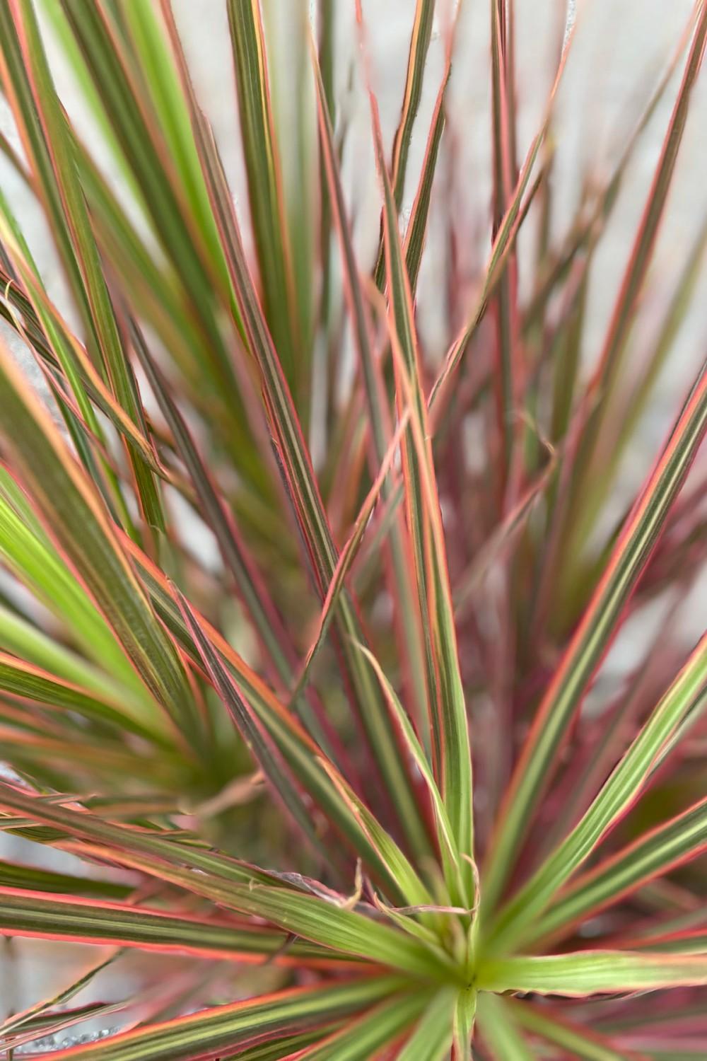 Indoor Plants |   Dracaena Marginata ‘Colorama’ 14″ Garden Indoor Plants