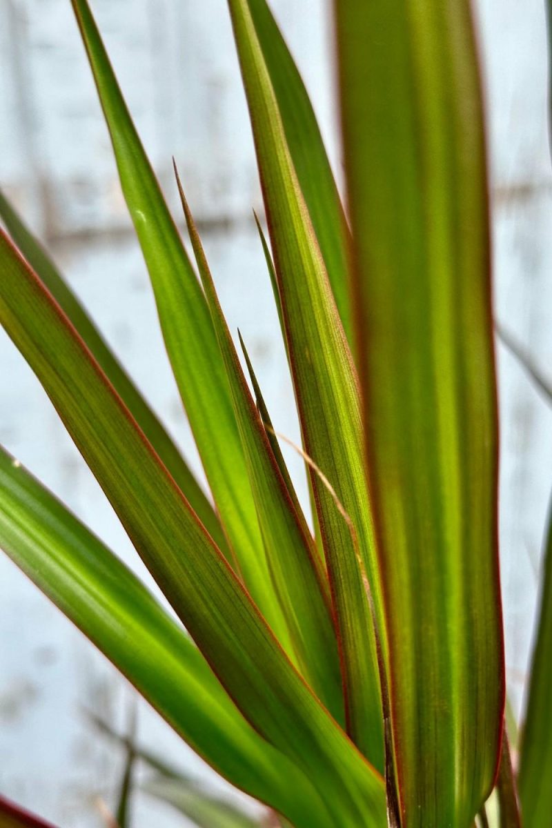 Indoor Plants |   Dracaena Marginata ‘Magenta’ Character/Stump 14″ Garden Indoor Plants