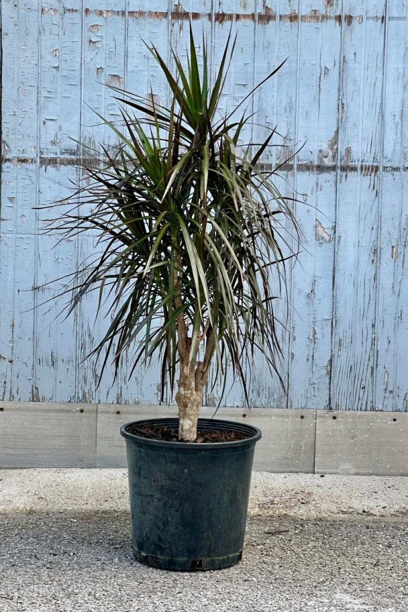 Indoor Plants |   Dracaena Marginata ‘Magenta’ Character/Stump 14″ Garden Indoor Plants