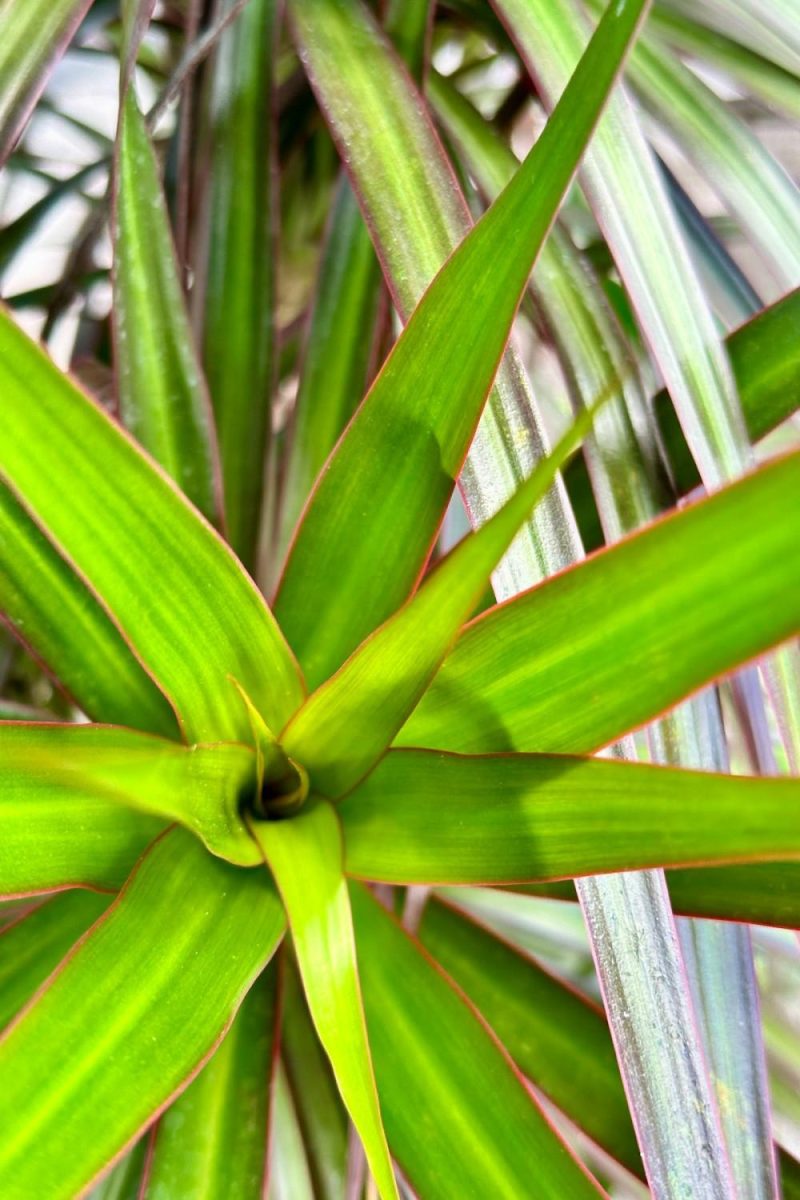 Indoor Plants |   Dracaena Marginata ‘Magenta’ Character/Stump 14″ Garden Indoor Plants