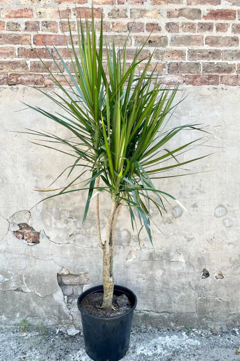 Indoor Plants |   Dracaena Marginata Stump/Character 14″ Garden Indoor Plants