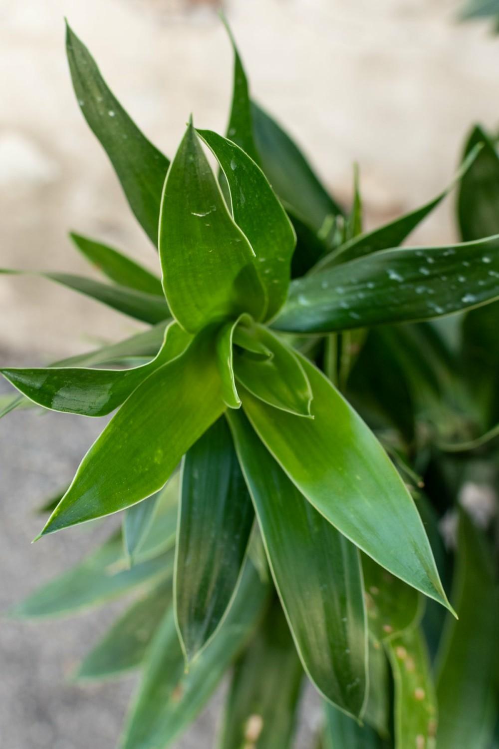 Indoor Plants |   Dracaena Reflexa 14″ Garden Indoor Plants