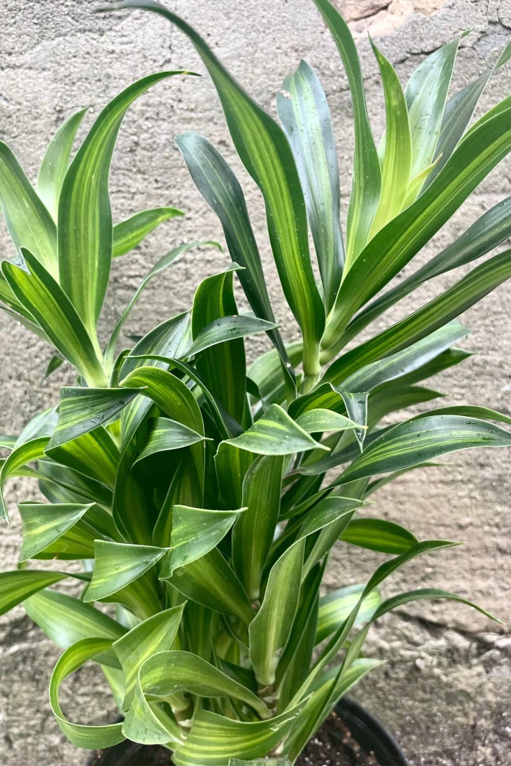 Indoor Plants |   Dracaena Reflexa “Song Of Jamaica” 6″ Garden Indoor Plants