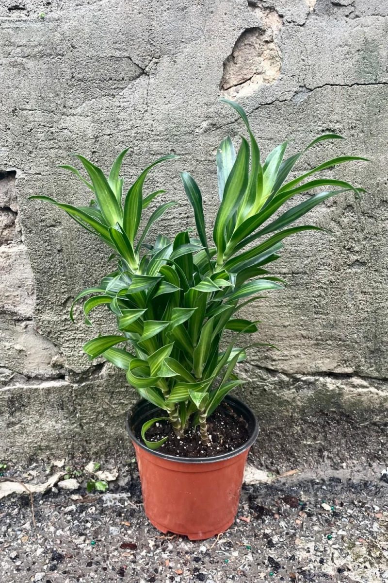 Indoor Plants |   Dracaena Reflexa “Song Of Jamaica” 6″ Garden Indoor Plants