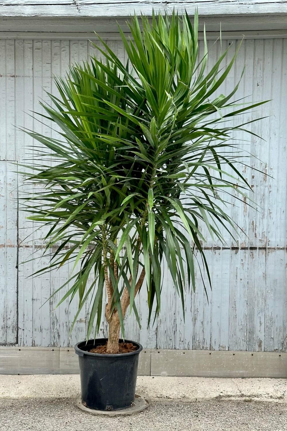 Indoor Plants |   Dracaena ‘Tarzan’ 17″ Garden Indoor Plants