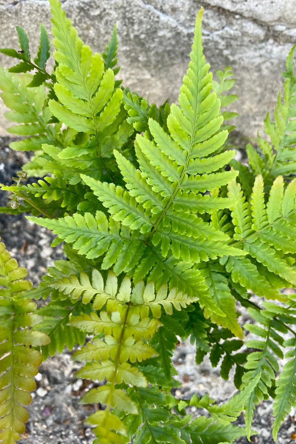 Indoor Plants |   Dryopteris “Autumn Fern” 4″ Garden Indoor Plants