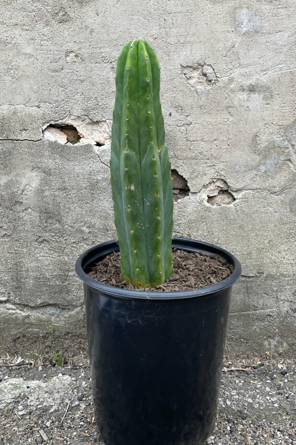 Indoor Plants |   Echinopsis Pachanoi “San Pedro” #5 Garden Indoor Plants