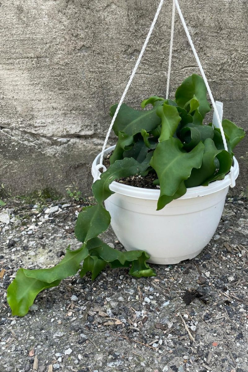 Indoor Plants |   Epiphyllum Guatemalense ‘Monstrose’ 8″ Garden Indoor Plants