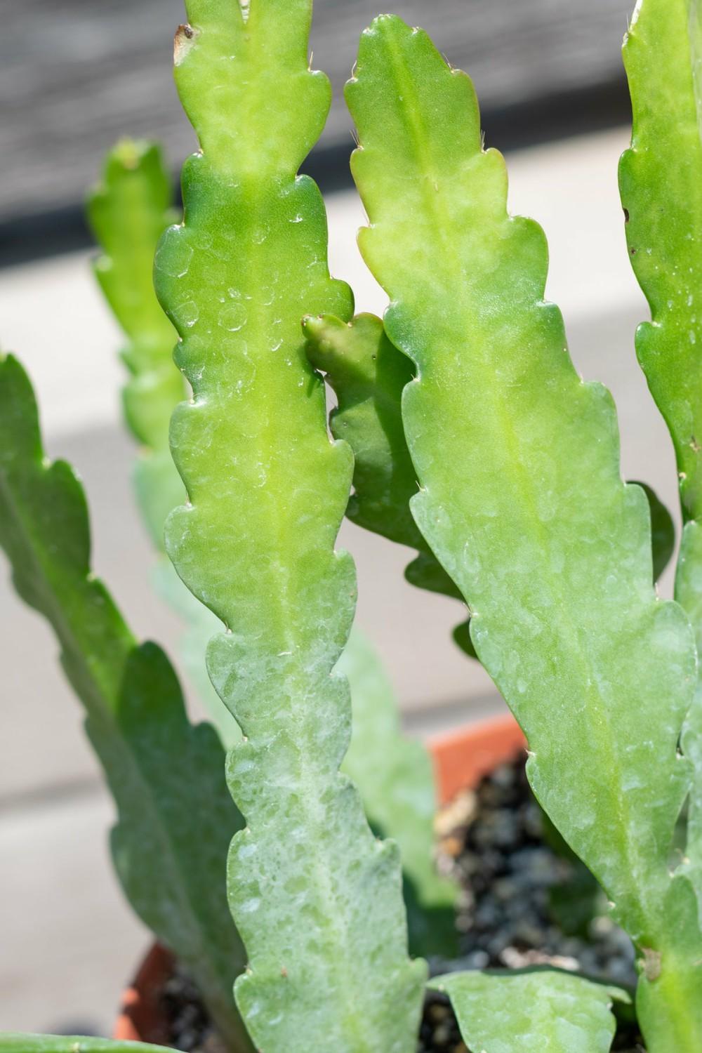 Indoor Plants |   Epiphyllum Oxypetalum “Queen Of The Night” 6″ Garden Indoor Plants