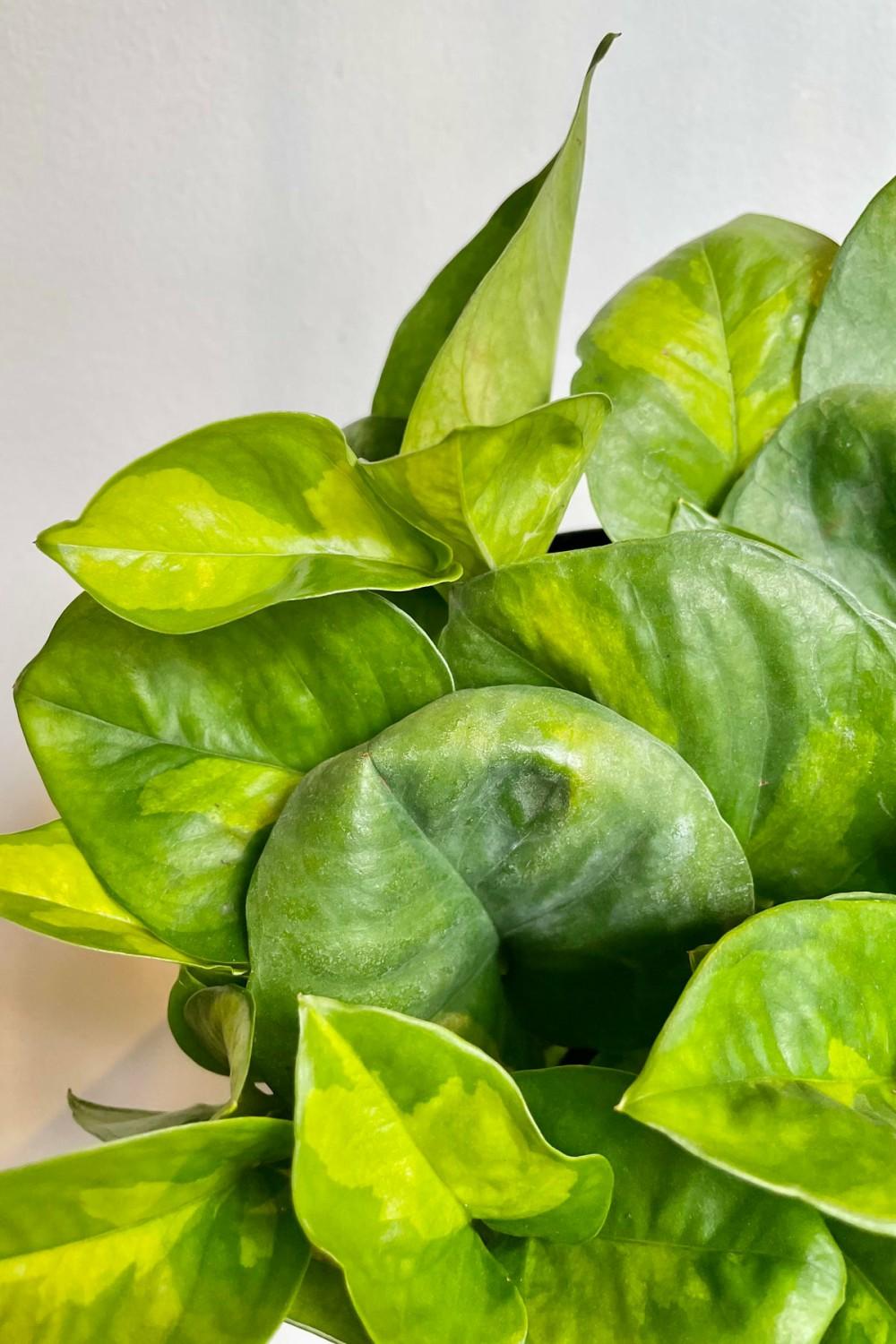 Indoor Plants |   Epipremnum Aureum ‘Global Green’ 6″ Garden Indoor Plants