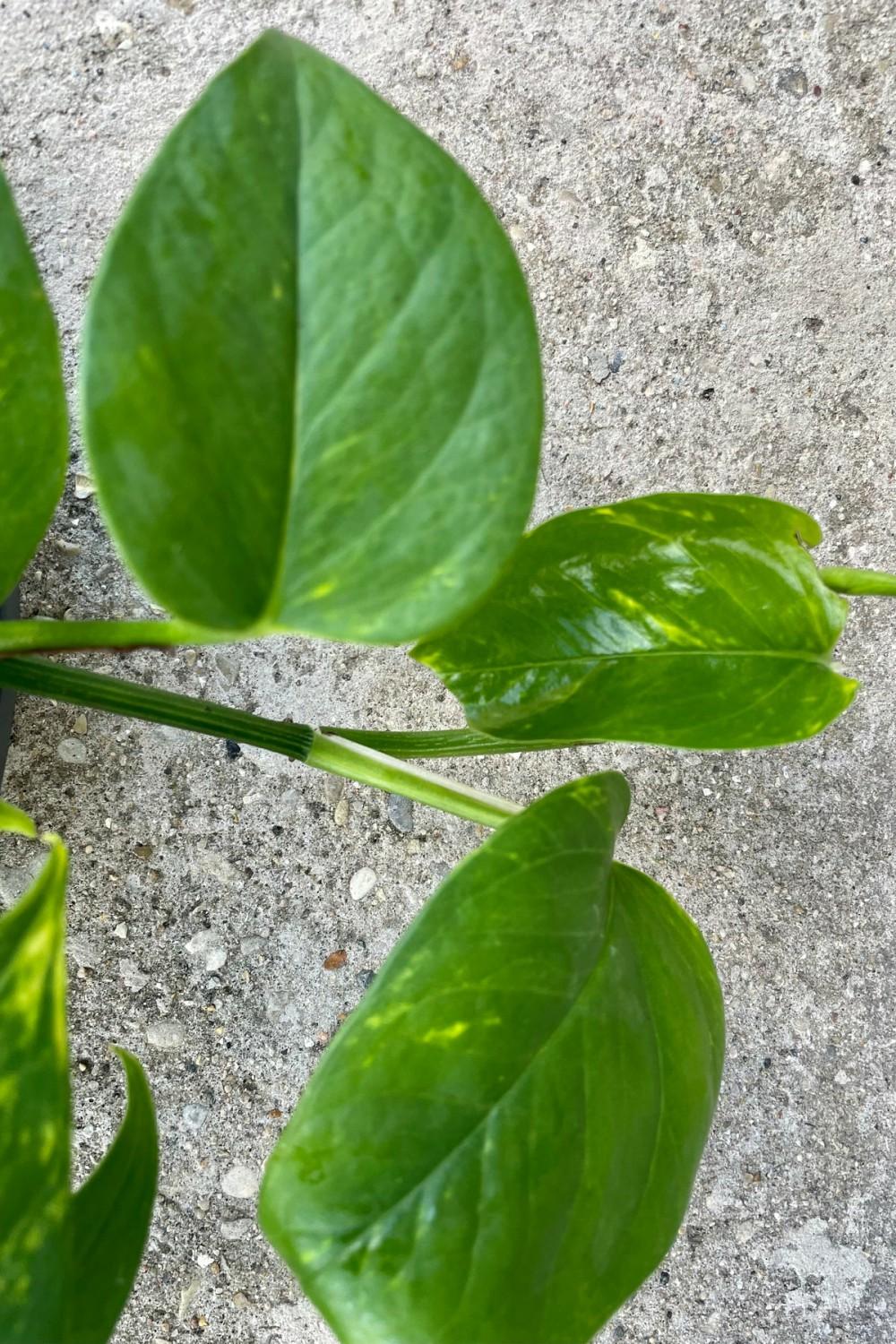 Indoor Plants |   Epipremnum Aureum ‘Golden’ 10″ Hb Garden Indoor Plants