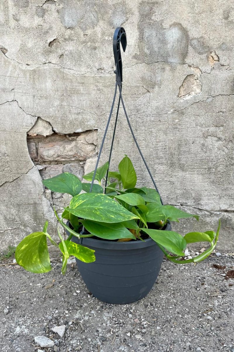 Indoor Plants |   Epipremnum Aureum ‘Golden’ 10″ Hb Garden Indoor Plants